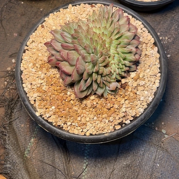 ৡ***࿐多肉植物一物一拍