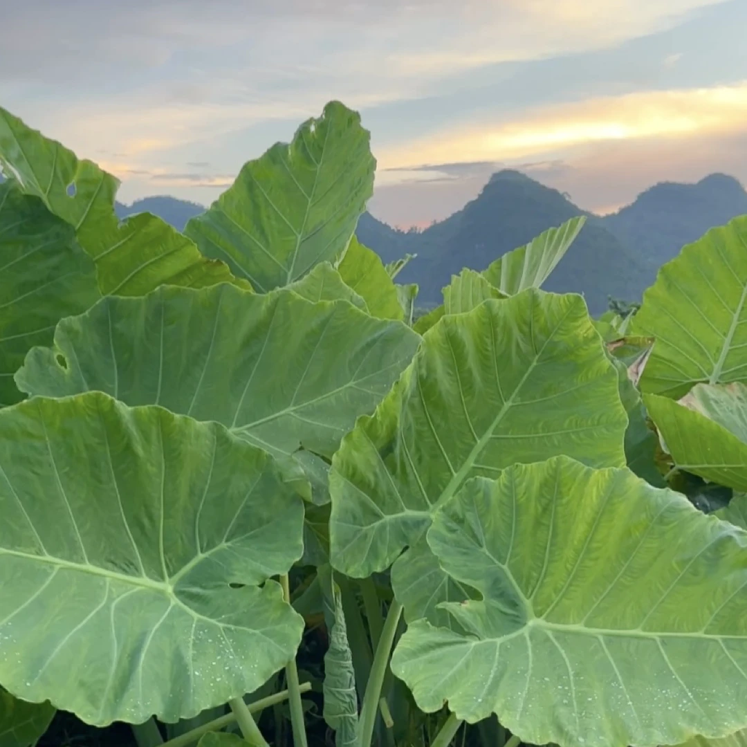 大叶象耳芋室内室外南方北方盆栽地栽皆可种自家基地象耳芋盆栽