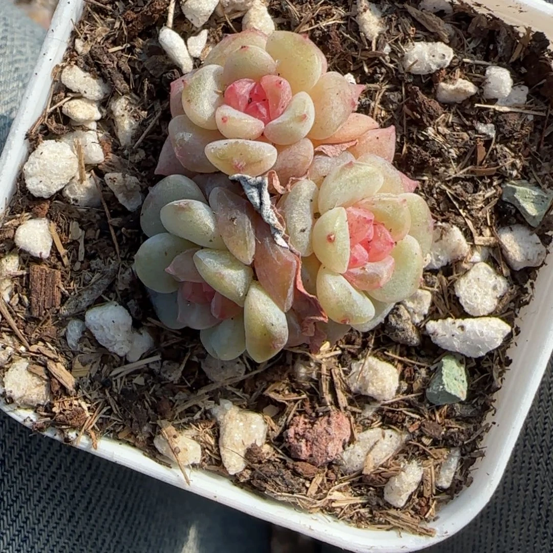 多肉小卡拉米糖心一物一拍