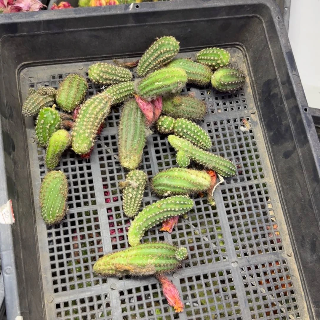白檀无根侧牙很小10个,20包邮