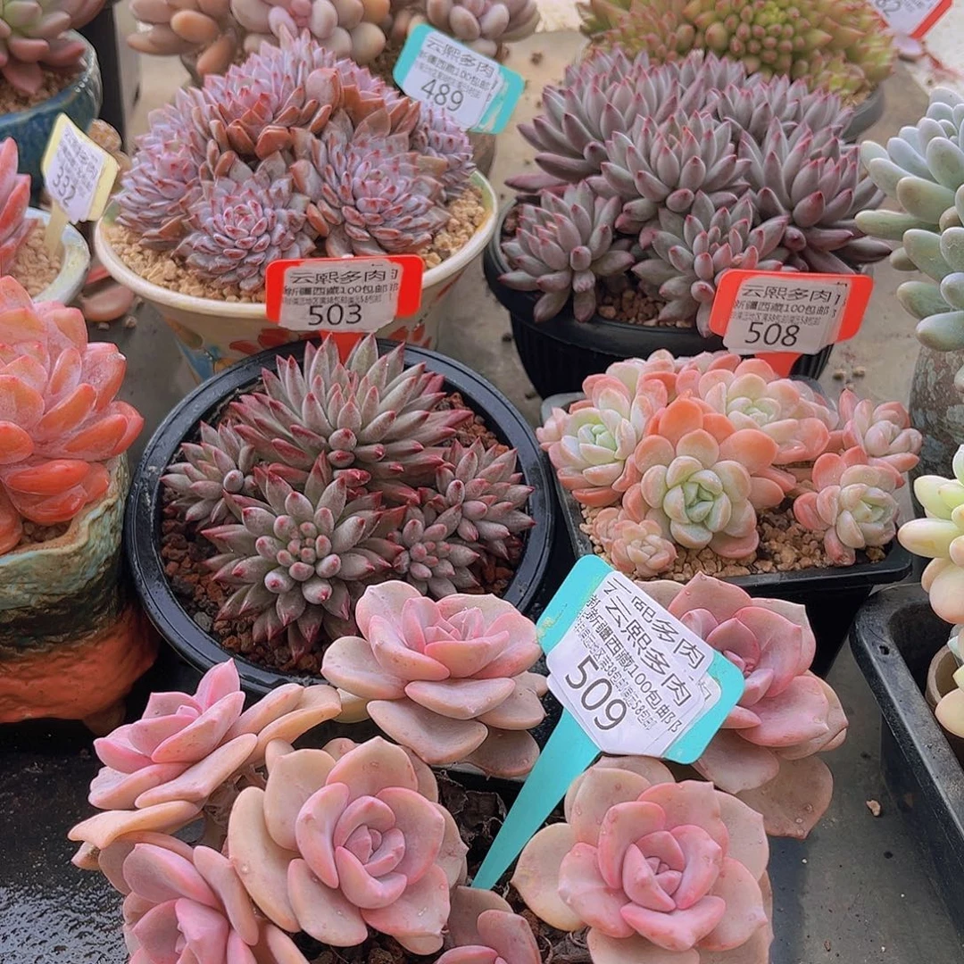 509彩虹糖多肉植物