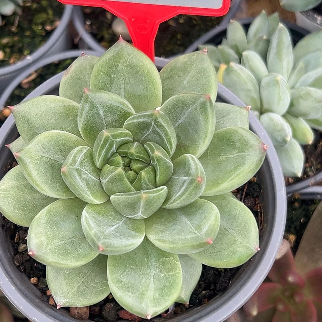 多肉植物一物一拍773
