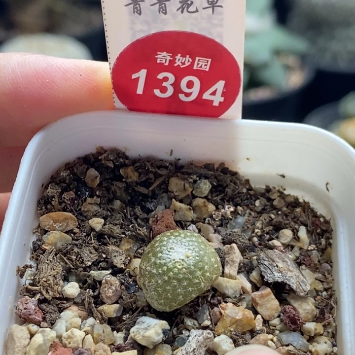 自根松露玉1.3cm6698