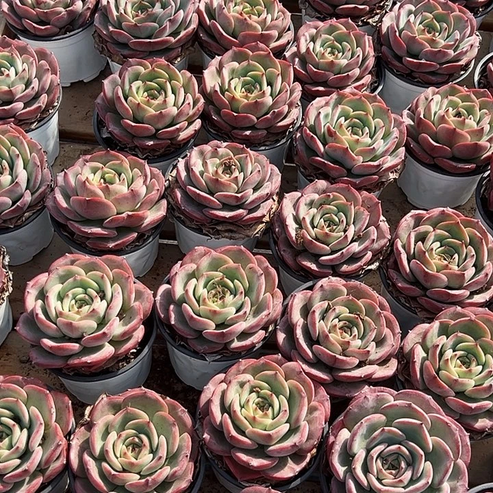 三文鱼         福利多多