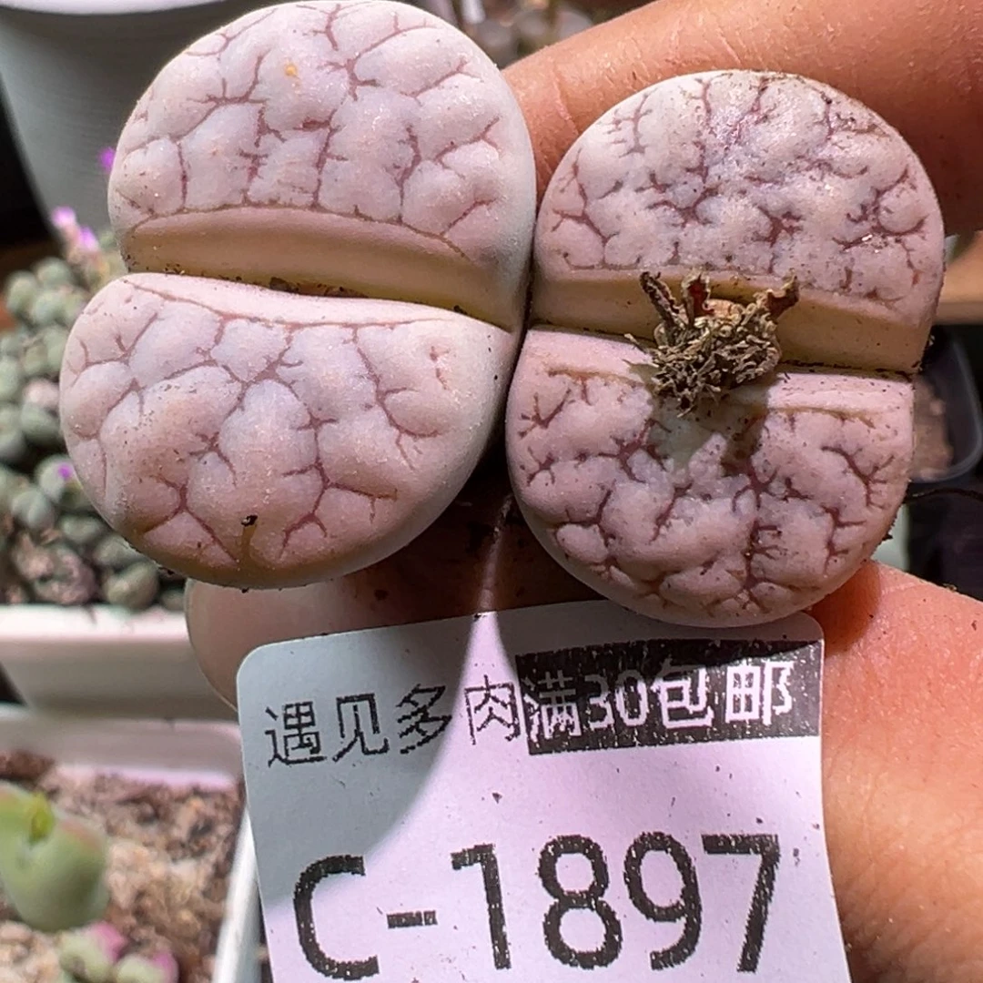 多肉植物1111111111111