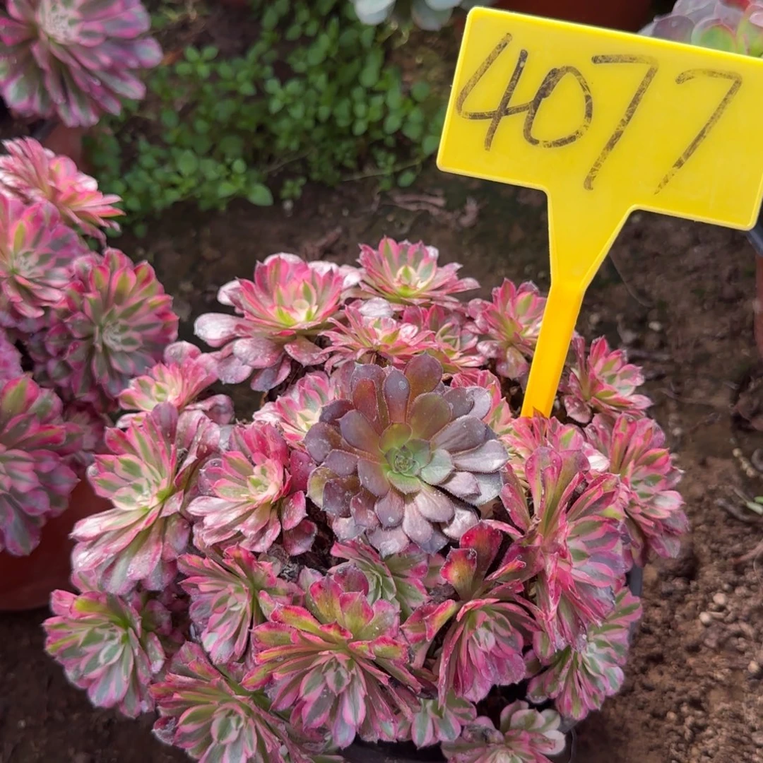 4077---红铜白多头