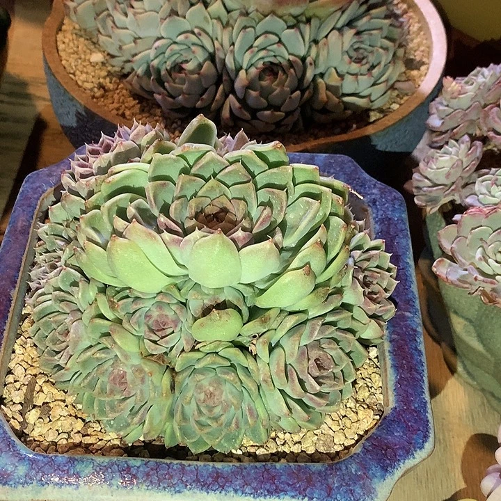 紫霞仙子双手捧大群