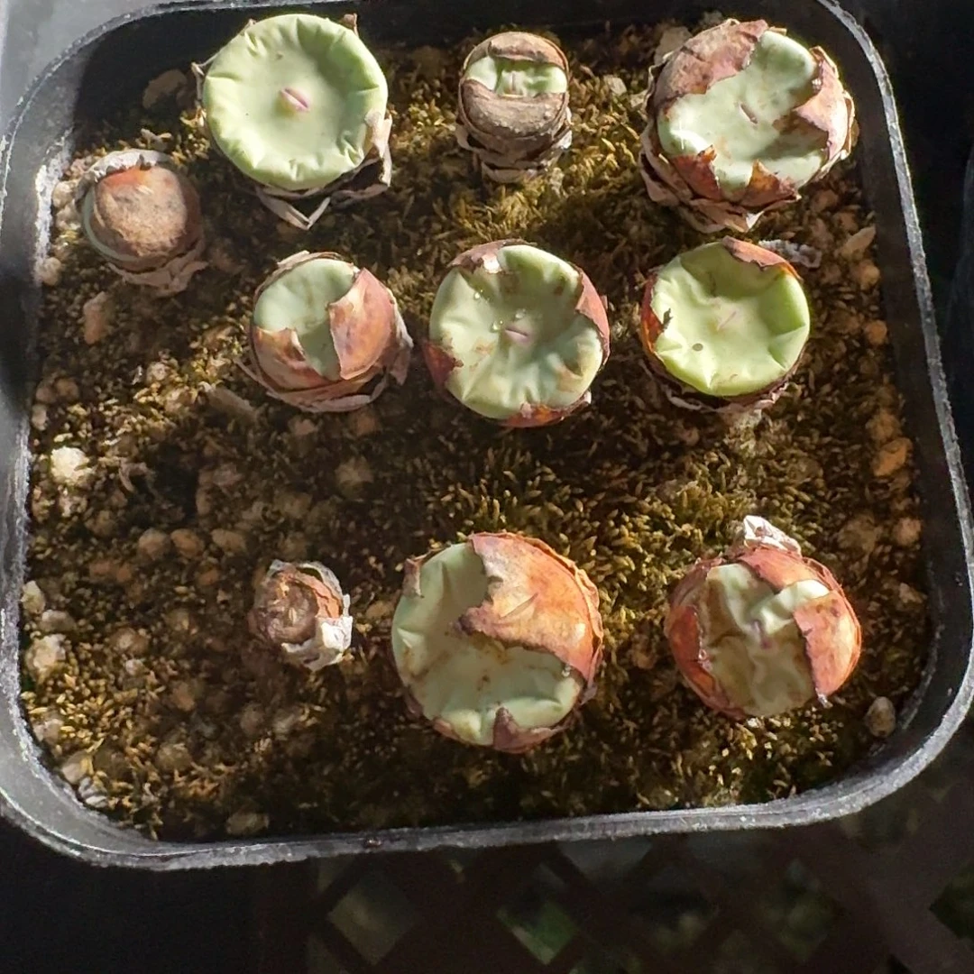 小红嘴一盆无采集信息