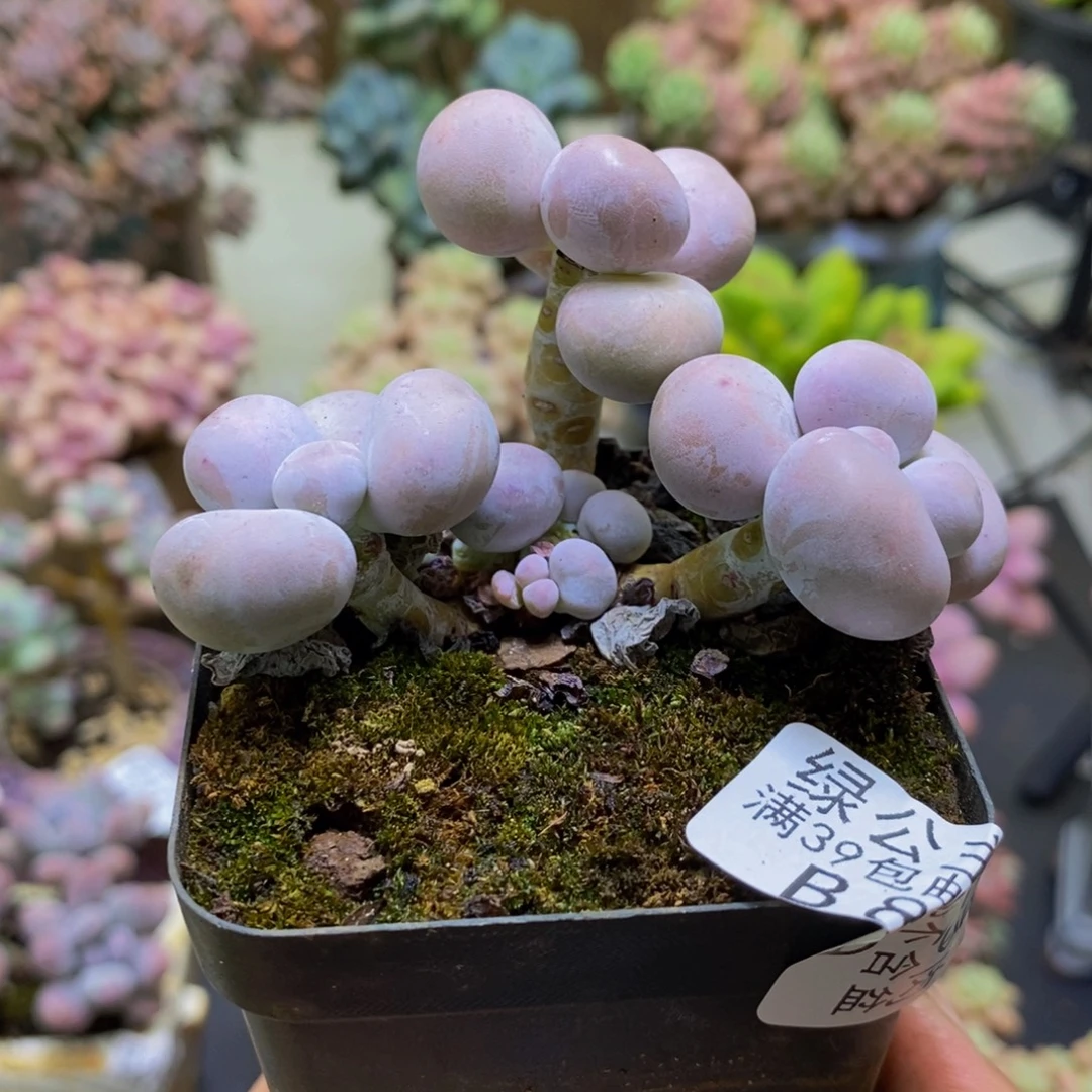 839芭比奶酪7cm多肉