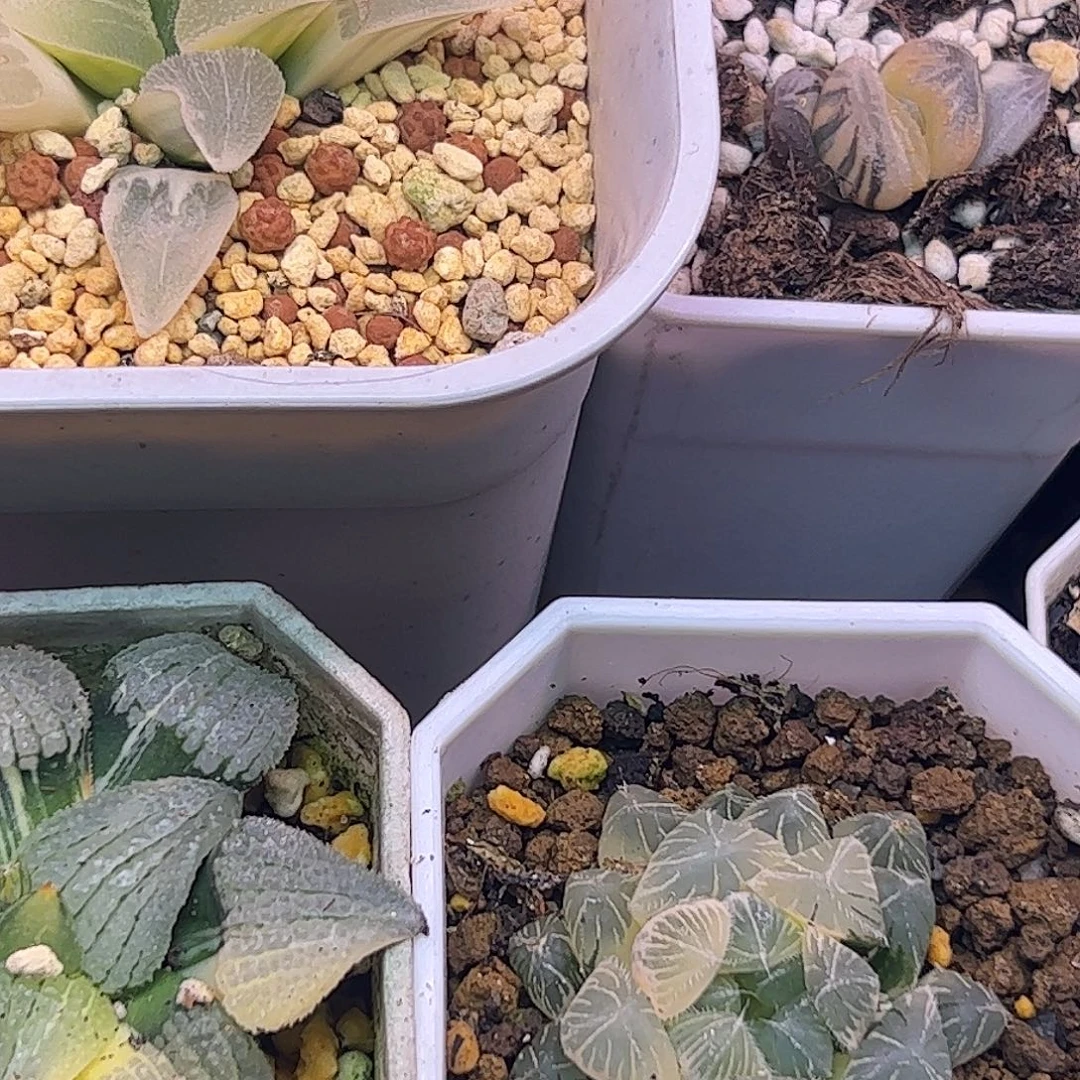 抽***鹿超值十二卷多肉植物