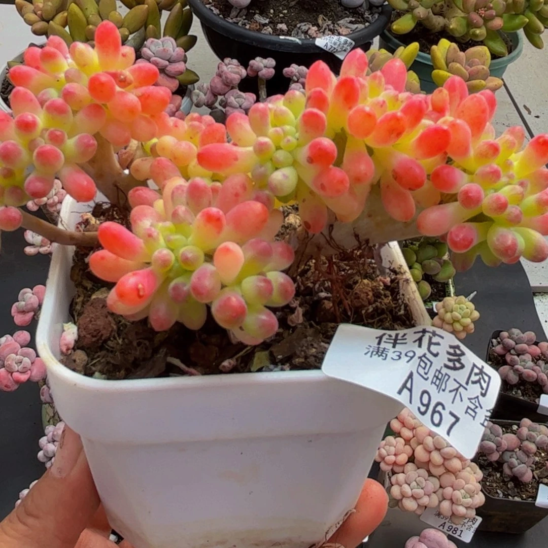 967乙女心缀10cm多肉植物