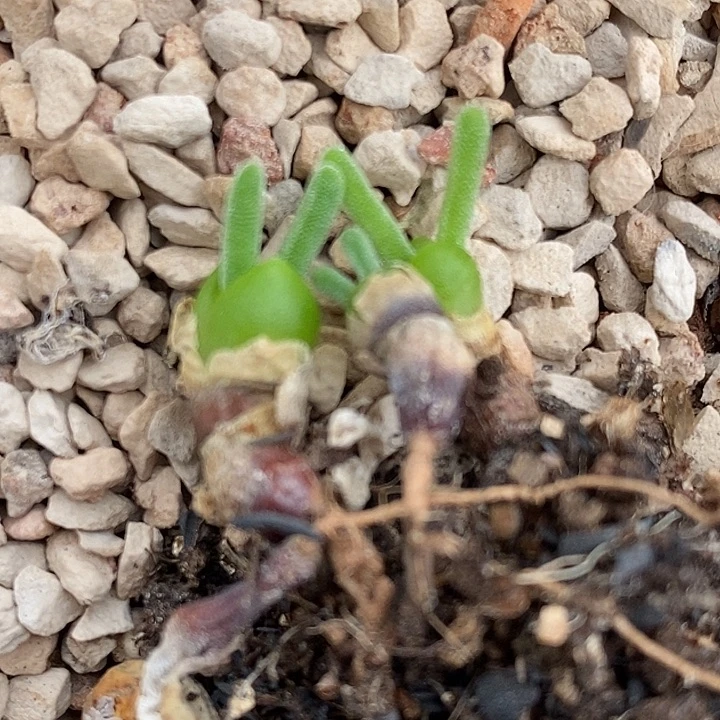 碧光环小兔子一颗。