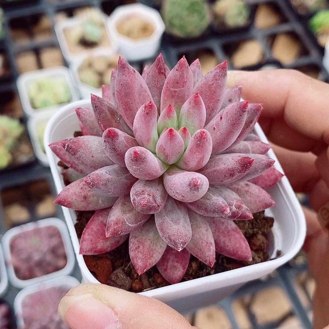 金鱼姬6cm多肉植物