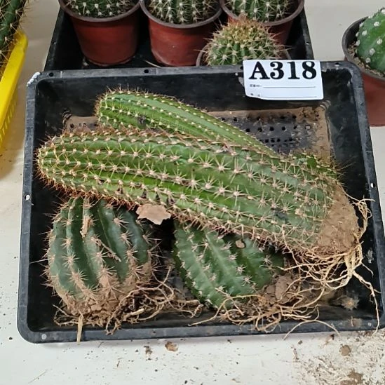 当前无花栽培后可以开花318