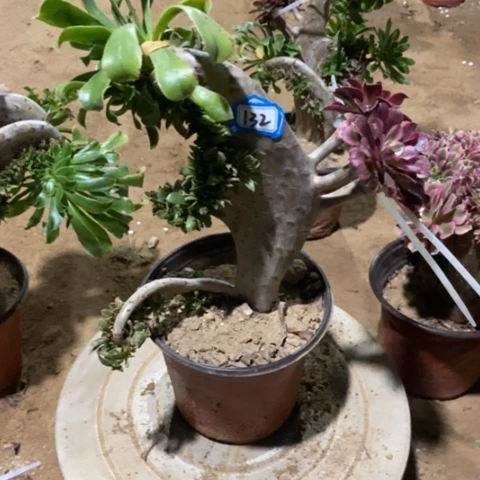原始绿缀嫁接法师一物一拍