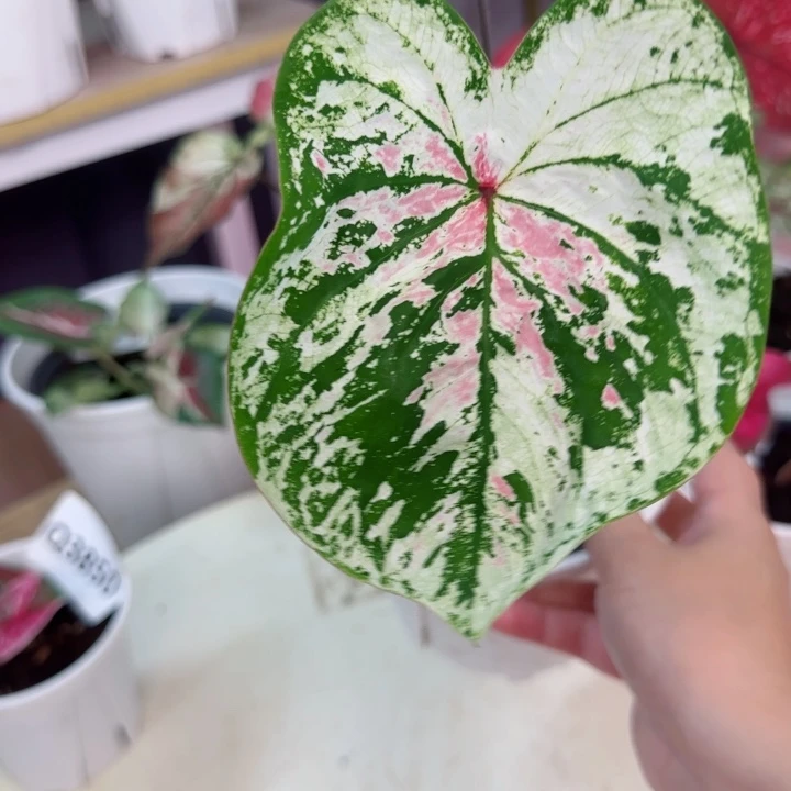 无花朵泰彩D2239..