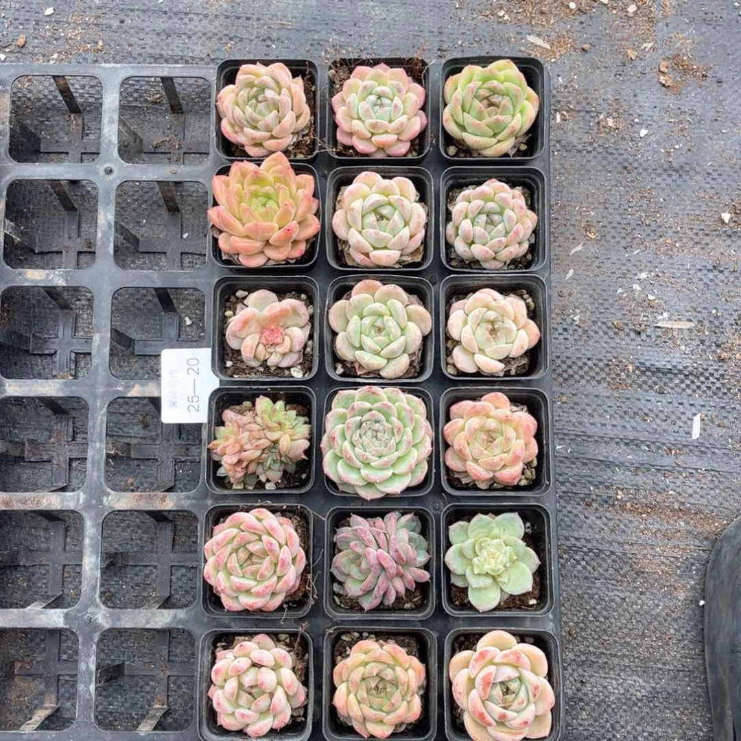 左四一物一拍25-20