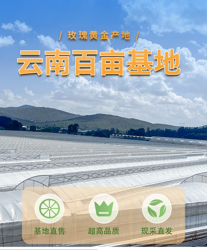 品质鲜花【两单包邮】基地现采现发