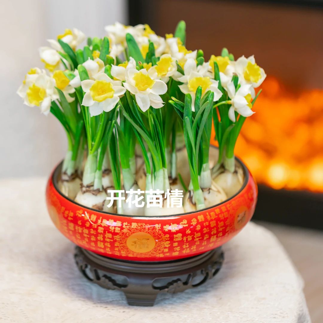 【加大版10-13球水仙花】8寸红福盆陶瓷盆桌面盆栽开花好养懒人绿植