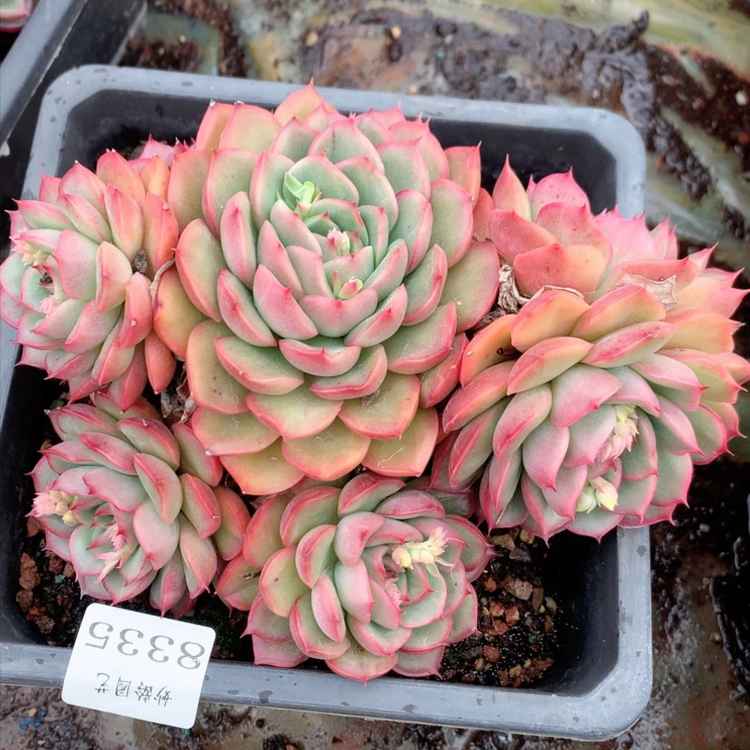 8335杂交多肉植物基地