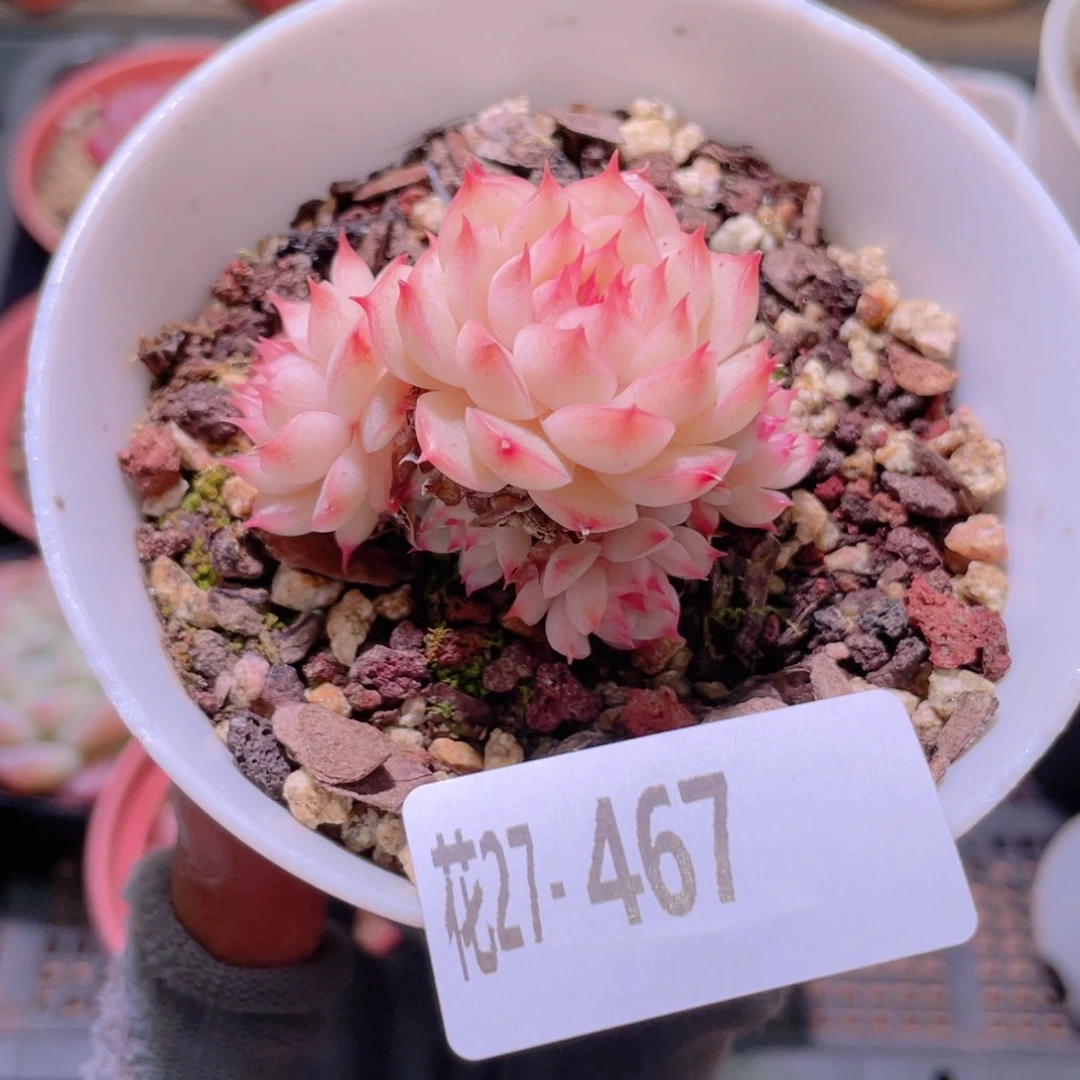 花利美27-467海王