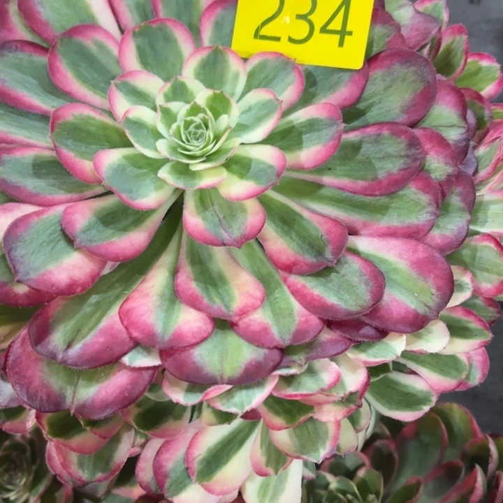 有***情哈哈多肉葡萄福利234