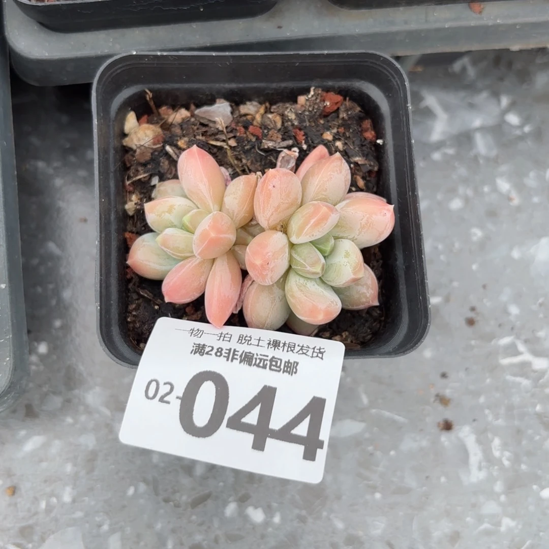 三色奶老桩多肉多肉多肉多肉