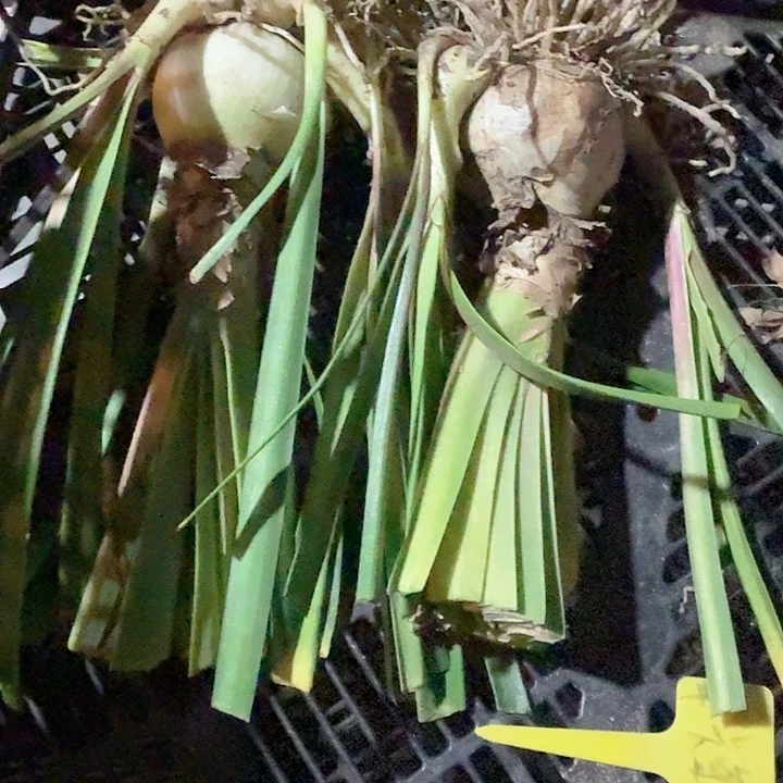 蒂卡荣耀2个球侧芽一起打包去