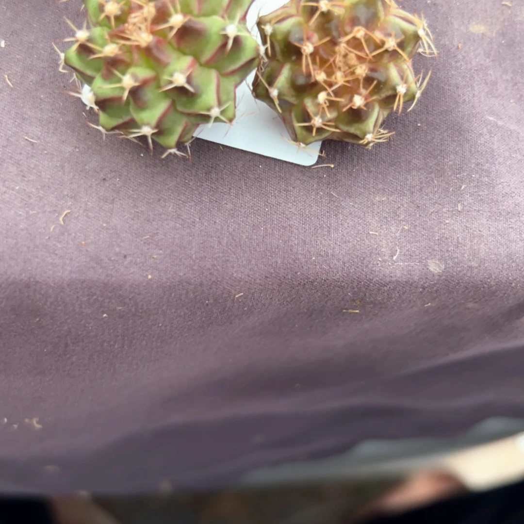 老***花011号两颗轮回仙人球多肉植物