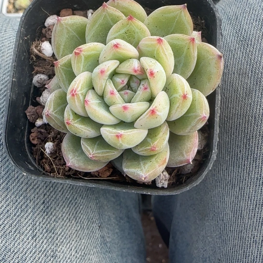 多肉小卡拉米糖心一物一拍