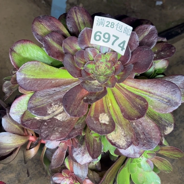 6974花月夜多肉植物