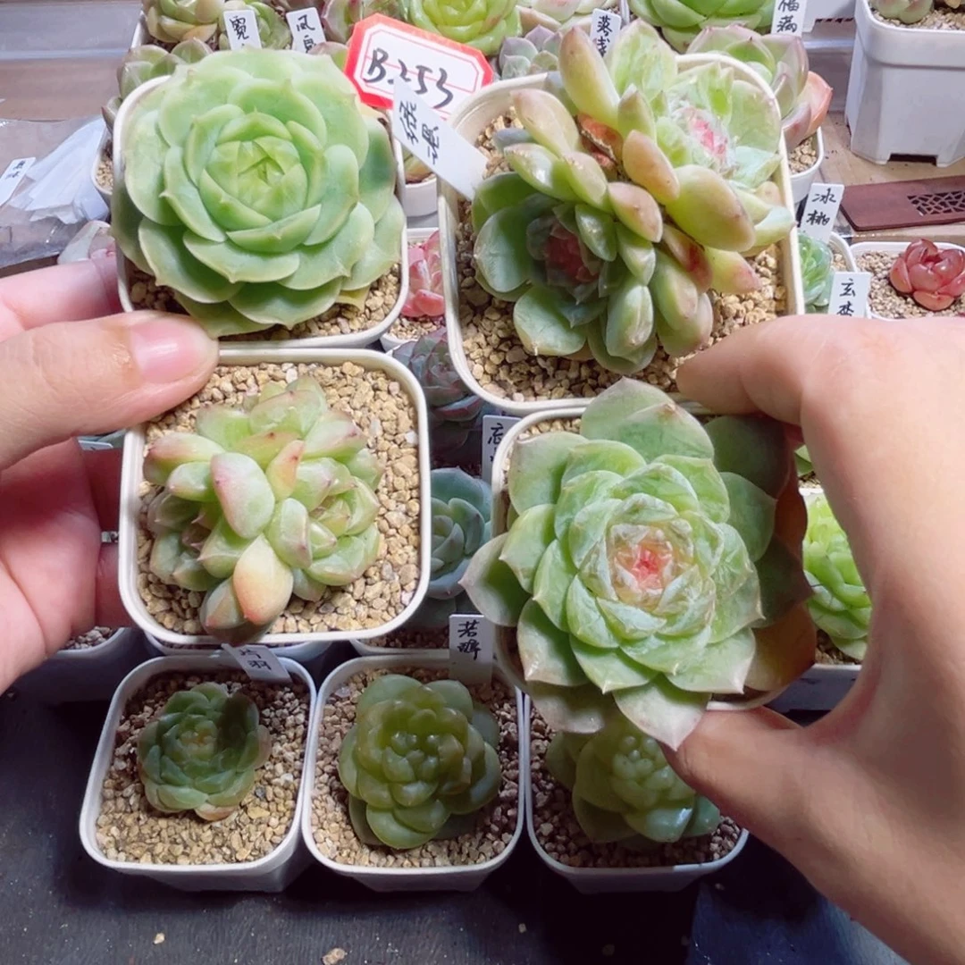 饼***呐B253 一物一拍 打包4个