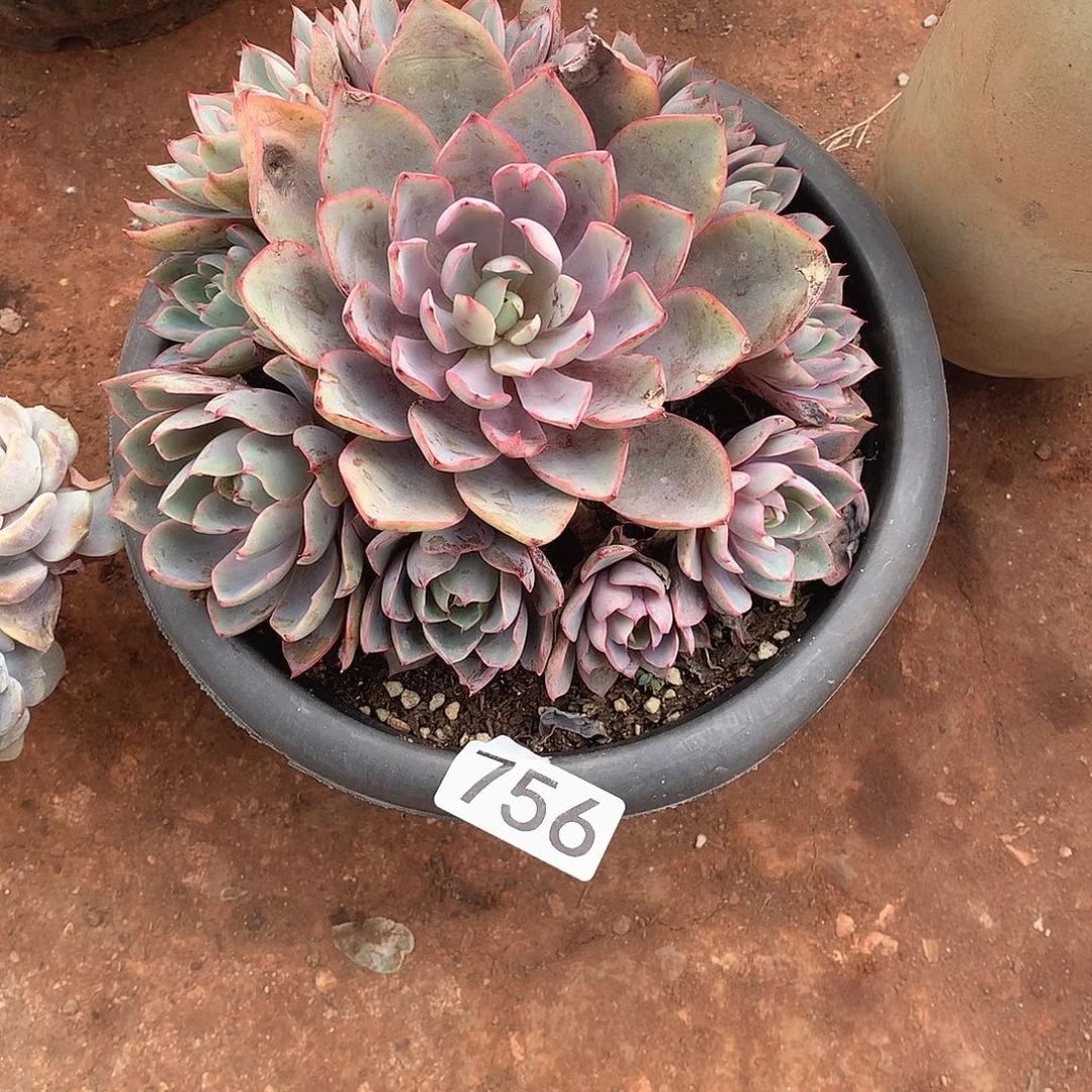 756赫拉 一物一拍多肉