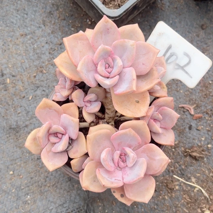 晨语多肉一物一拍102