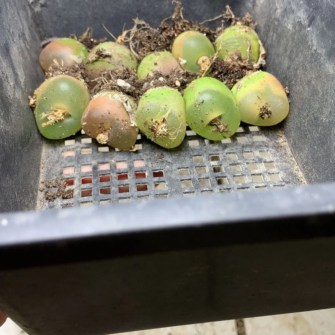 H184多肉植物保护研究所