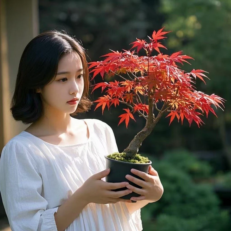 矮化日本红舞姬红枫盆景老桩矮霸红舞姬小盆栽室内摆放盆景树苗