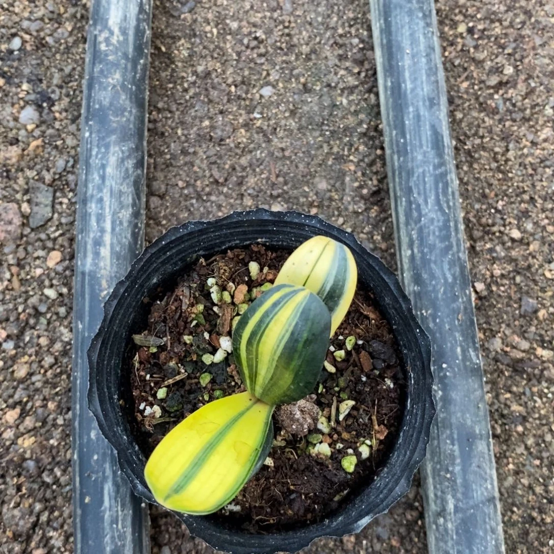 当前无花栽培后可以开花