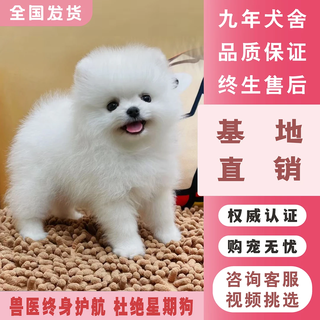 【自选纯种小型犬】幼犬比熊博美泰迪宠物活体 小型犬