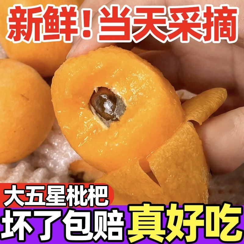 【极兔快递】四川文宫大五星枇杷大果当季应季孕妇水果新鲜甜枇杷