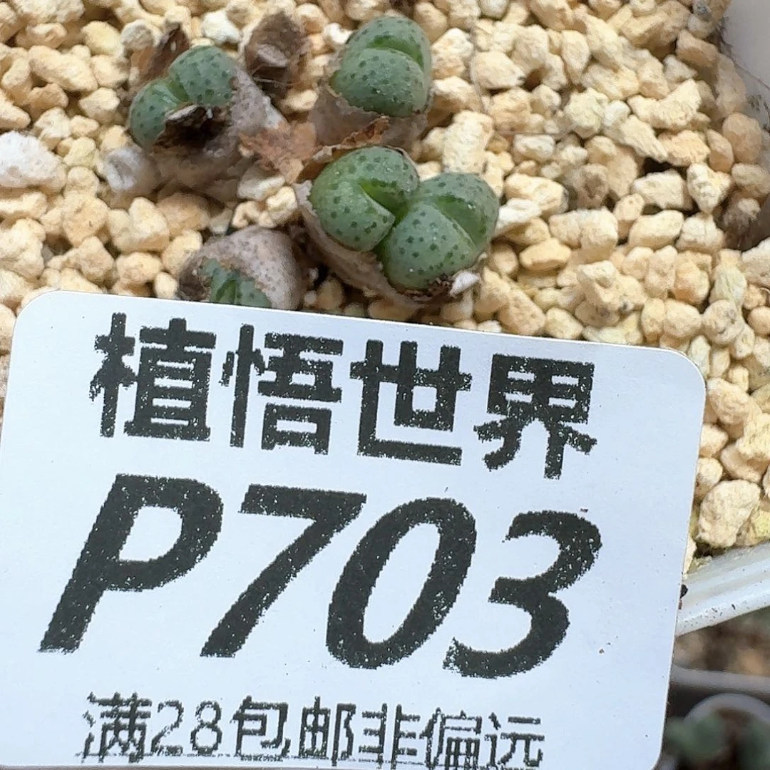 多肉植物的润泽的