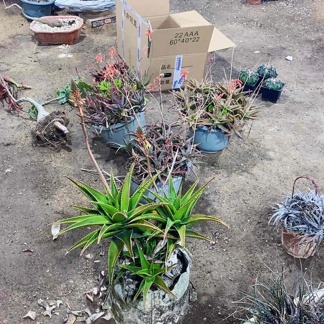 西***.0000000000000000000