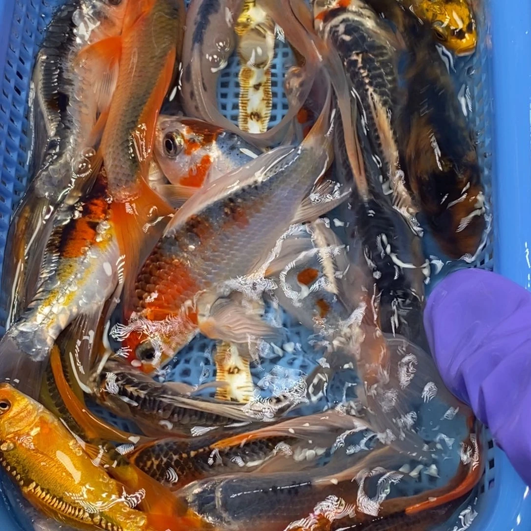 锦鲤冷水锦鲤包邮
