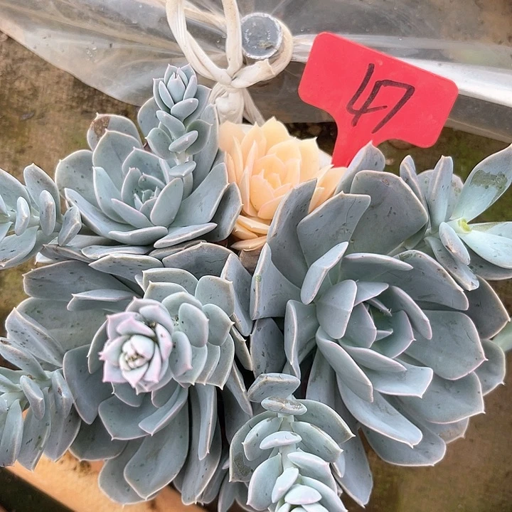 晨语多肉，一物一拍锦47