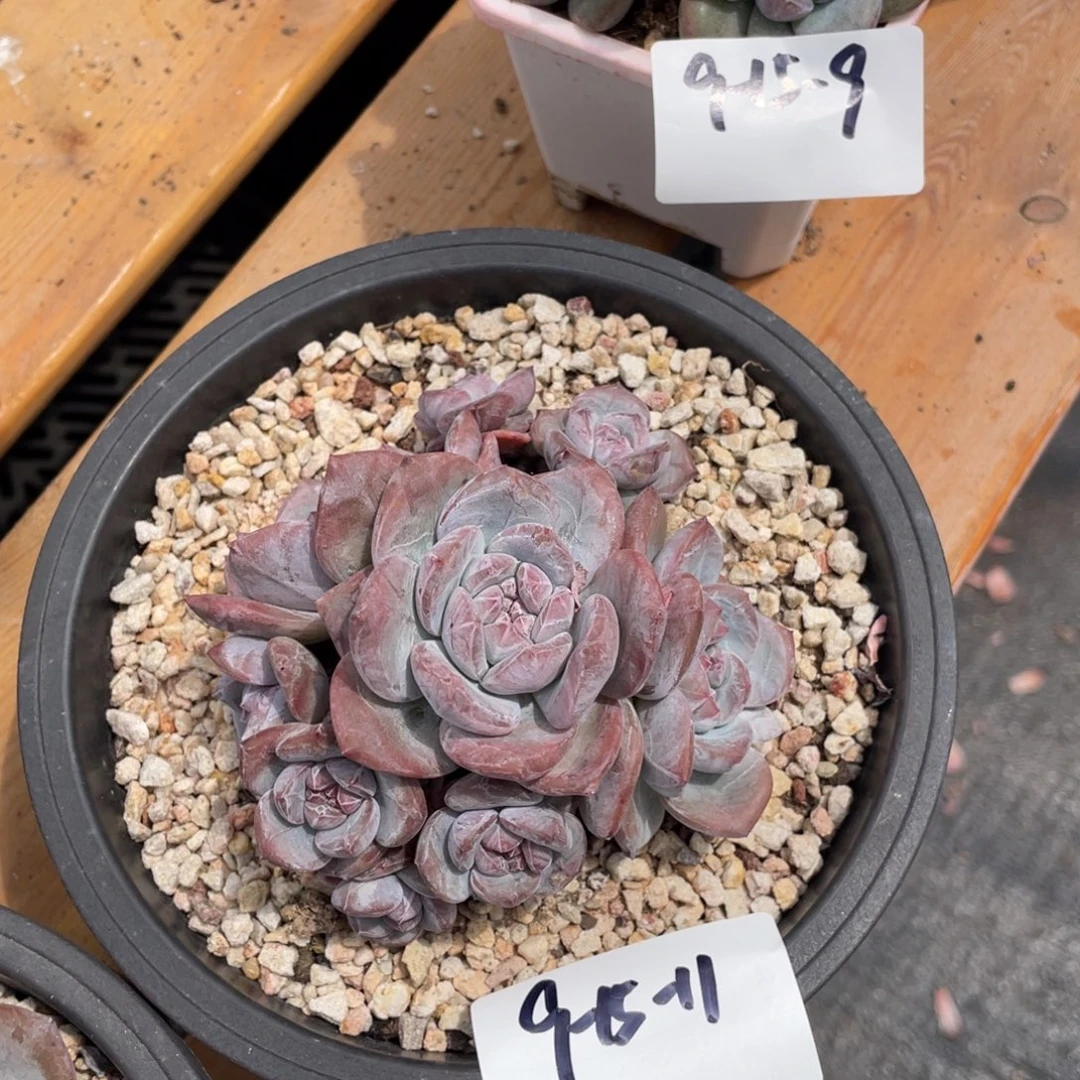 9-15-11静好多肉园艺