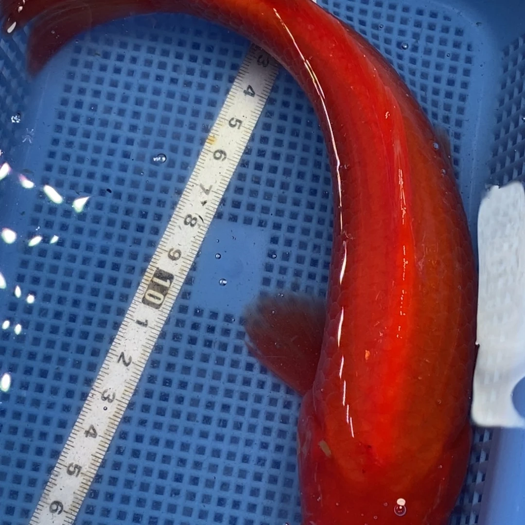 锦鲤冷水锦鲤包邮