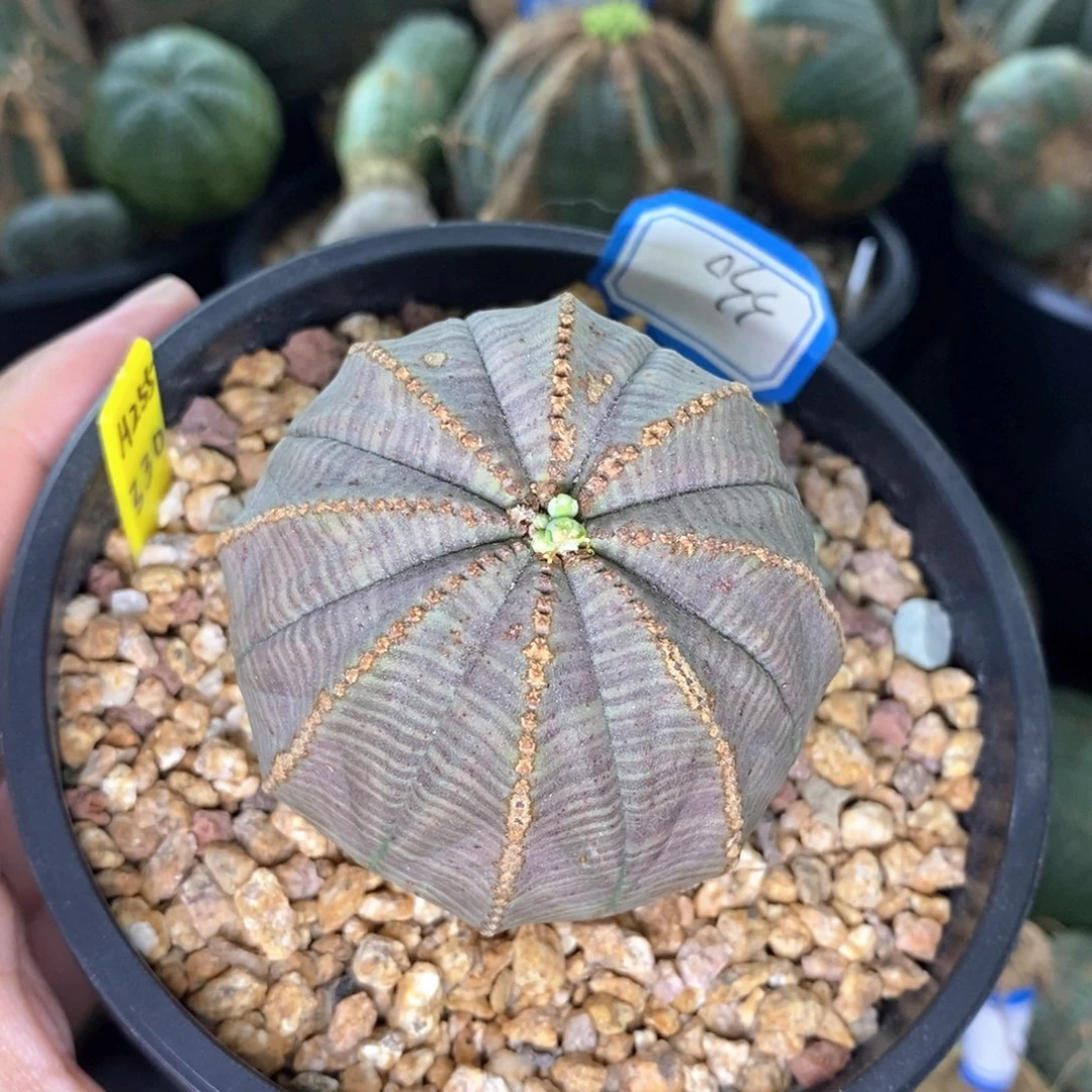 44 欧系实生布纹球多肉植物