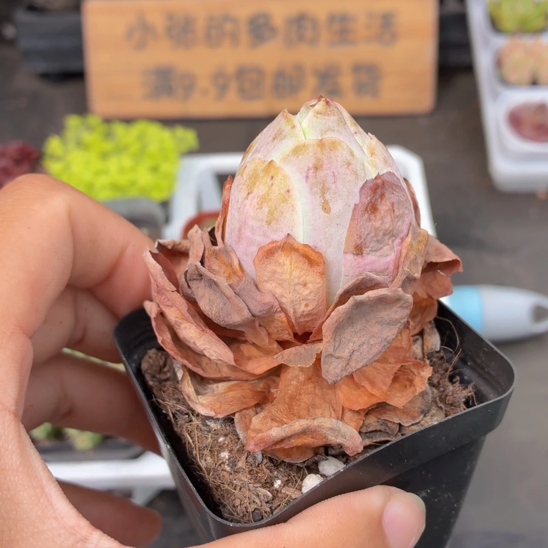 山地玫瑰多肉9.9包邮发货