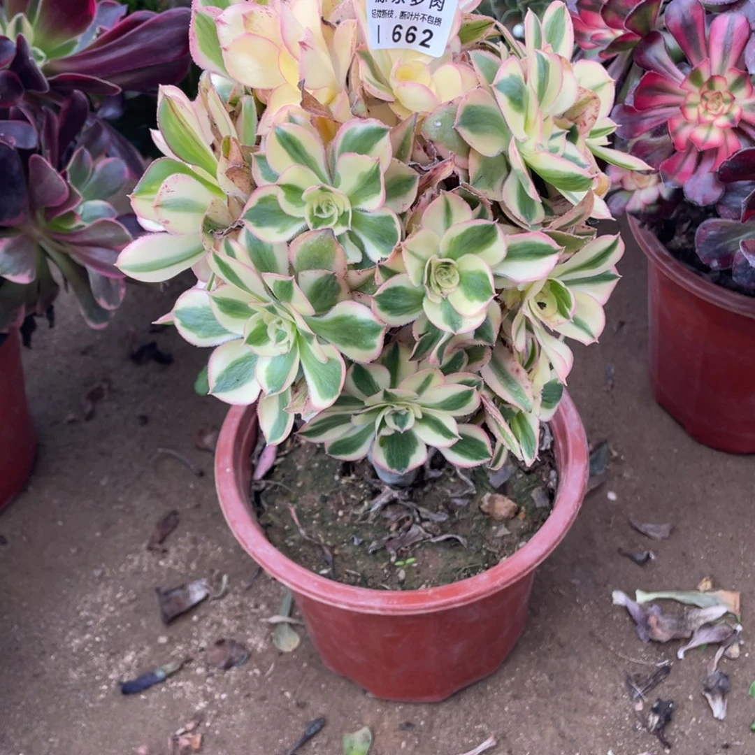 662燕姿锦多肉法师断枝不包