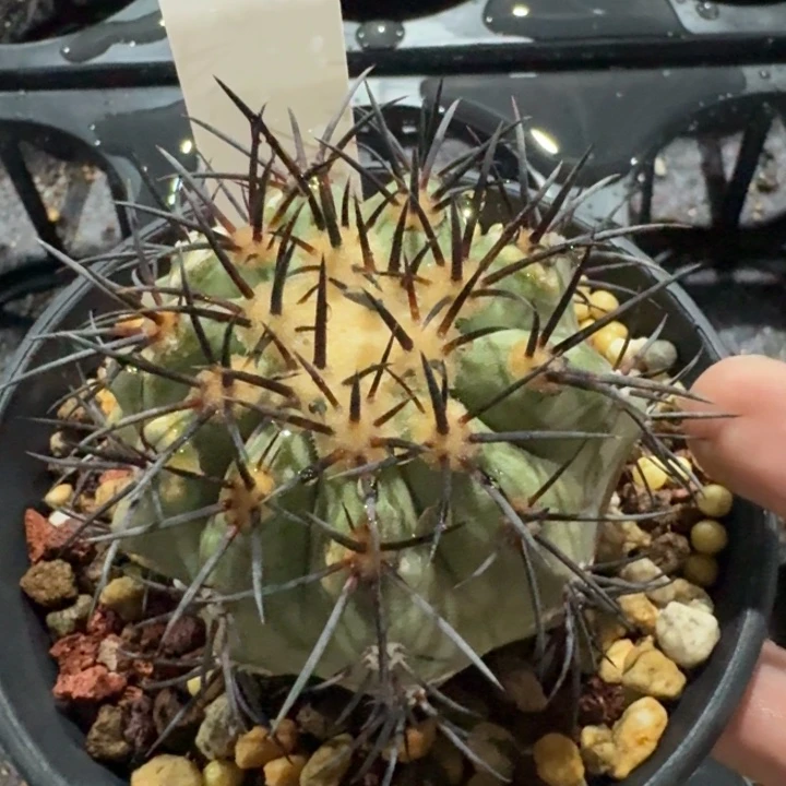 帝冠龙实生微瑕仙人球