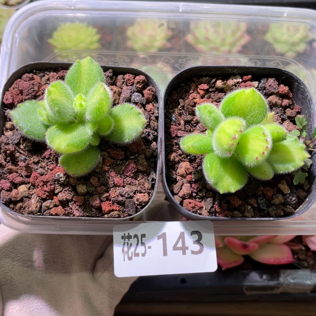 花利美25-143熊童子2颗  不售后